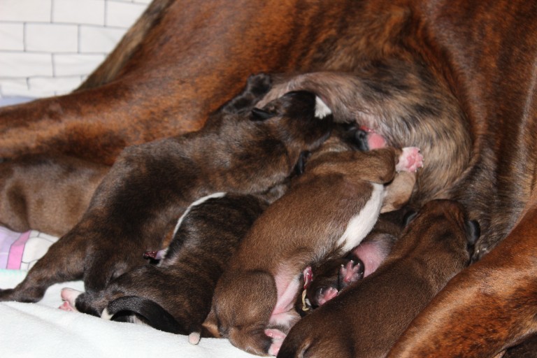 Boxerwelpen 