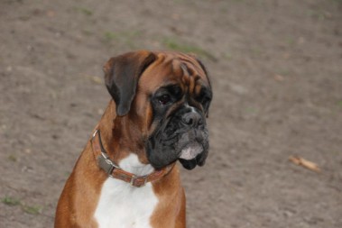 Deutscher Boxer