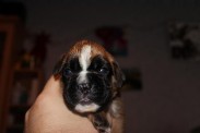 Boxerwelpe 15 Tagen