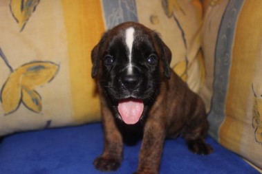 Sekt ach nee Asti ist ein Welpe