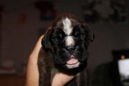 Welpe Boxer 15 Tage