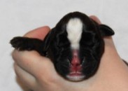 Deutscher Boxerwelpe aus dem A-Wurf