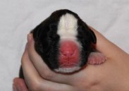 Boxerwelpe aus dem A-Wurf