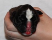 Welpe Deutscher Boxer