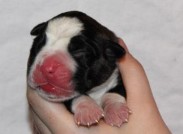 Boxerwelpe von der Boxerhorde