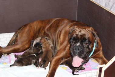 Belana und ihre Babys