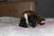 Boxerwelpe mit 11 tagen