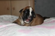 Boxerwelpe Arwen mit 11 tagen
