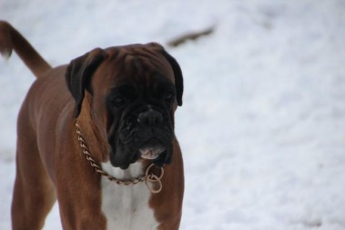 Schneeeeeee Boxer