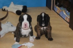 2 boxerwelpen