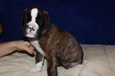 6 Wochen alte Atlantis